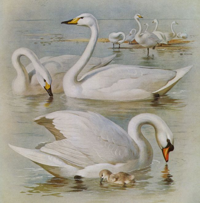 Swans art card